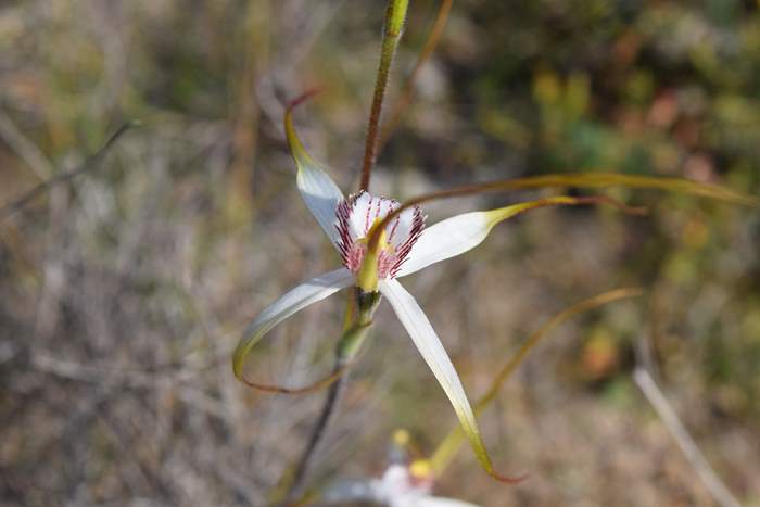 Caladenia longicauda-White-spider-orchid-0001.JPG